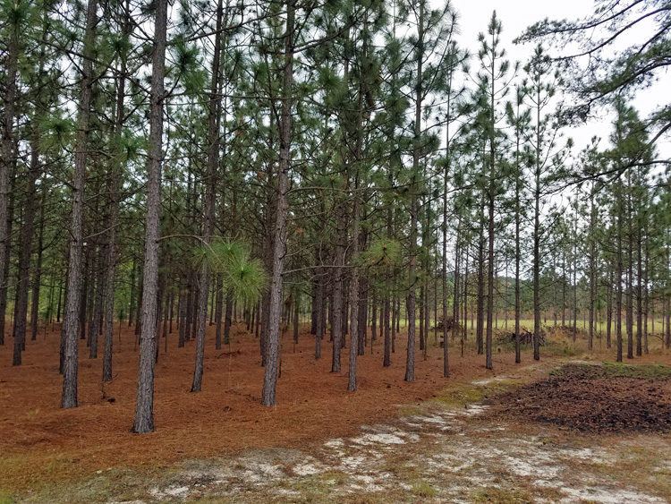 Longleaf Forest