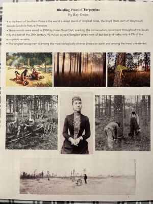 Bleeding Pines of Turpentine